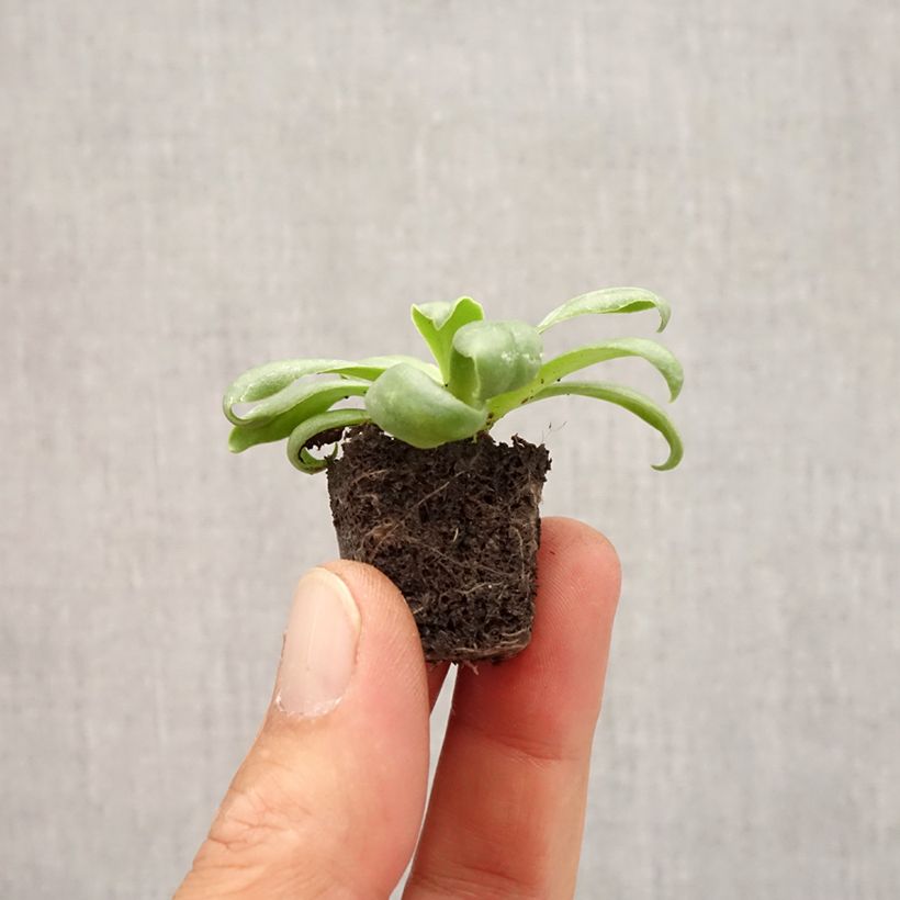 Lewisia cotyledon Elise White Mini-motte 2,5 cm sample as delivered in autumn