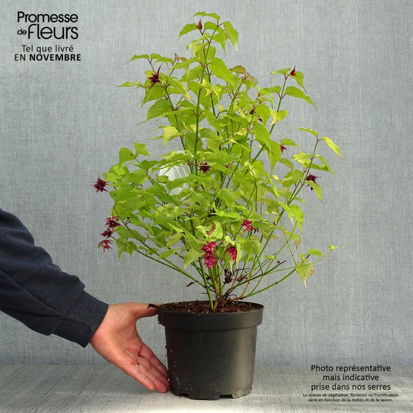 Leycesteria formosa Golden Lanterns - Arbre aux faisans Pot de 2L/3L sample as delivered in autumn