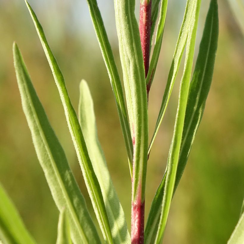 Liatris ligulistylis (Foliage)