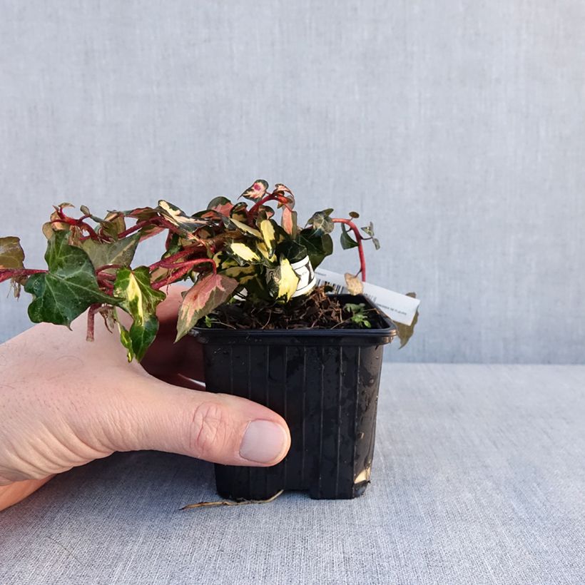 Hedera helix Goldheart - Common Ivy 8/9 cm pot sample as delivered in winter