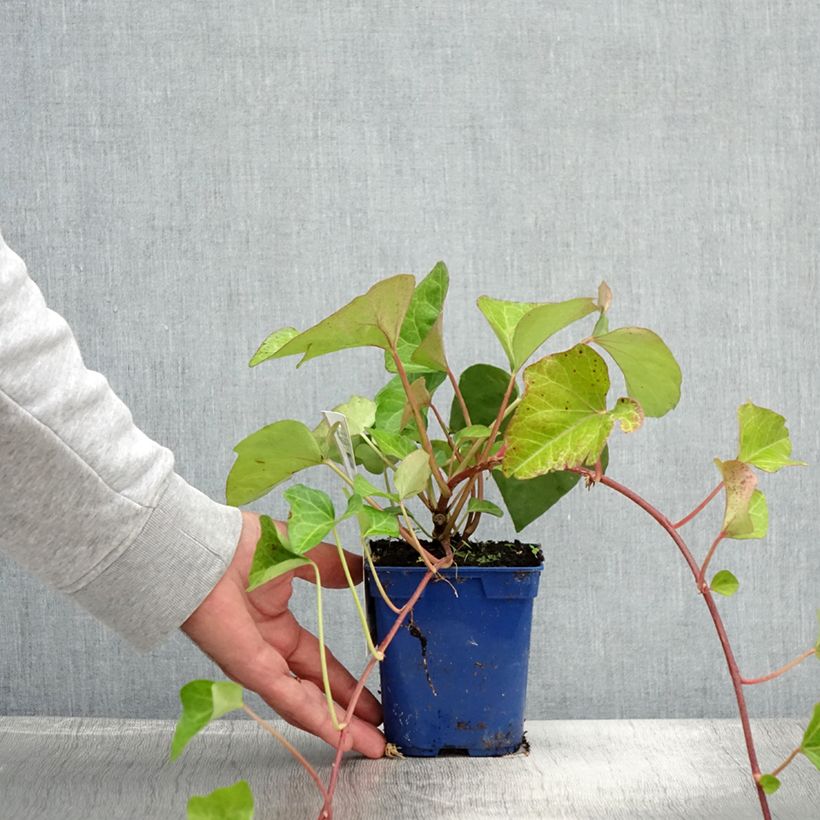 Hedera algeriensis Algerian Bellecour 1L/1.5L pot sample as delivered in summer