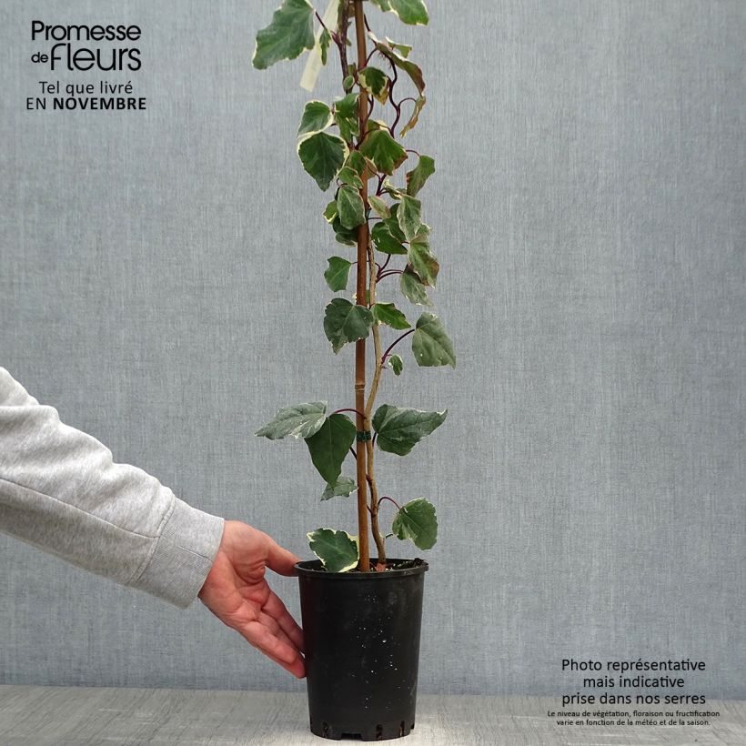 Lierre des Canaries - Hedera algeriensis Gloire de Marengo Pot de 2L/3L sample as delivered in autumn