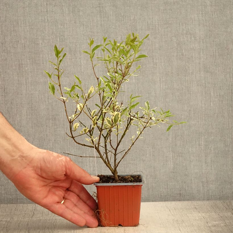 Ligustrum ibota Musli - Troène - Godet de 8/9 cm sample as delivered in spring