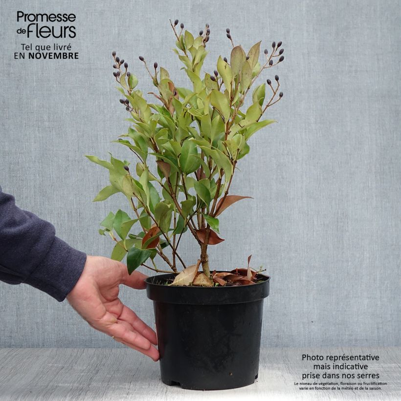 Ligustrum japonicum Green Century - Troène du Japon Pot de 2L/3L sample as delivered in autumn