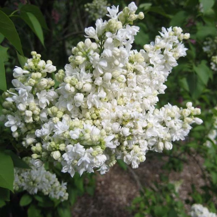 Syringa vulgaris Madame Lemoine - Common Lilac (Flowering)