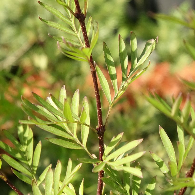 Syringa afghanica - Afghan Lilac (Foliage)