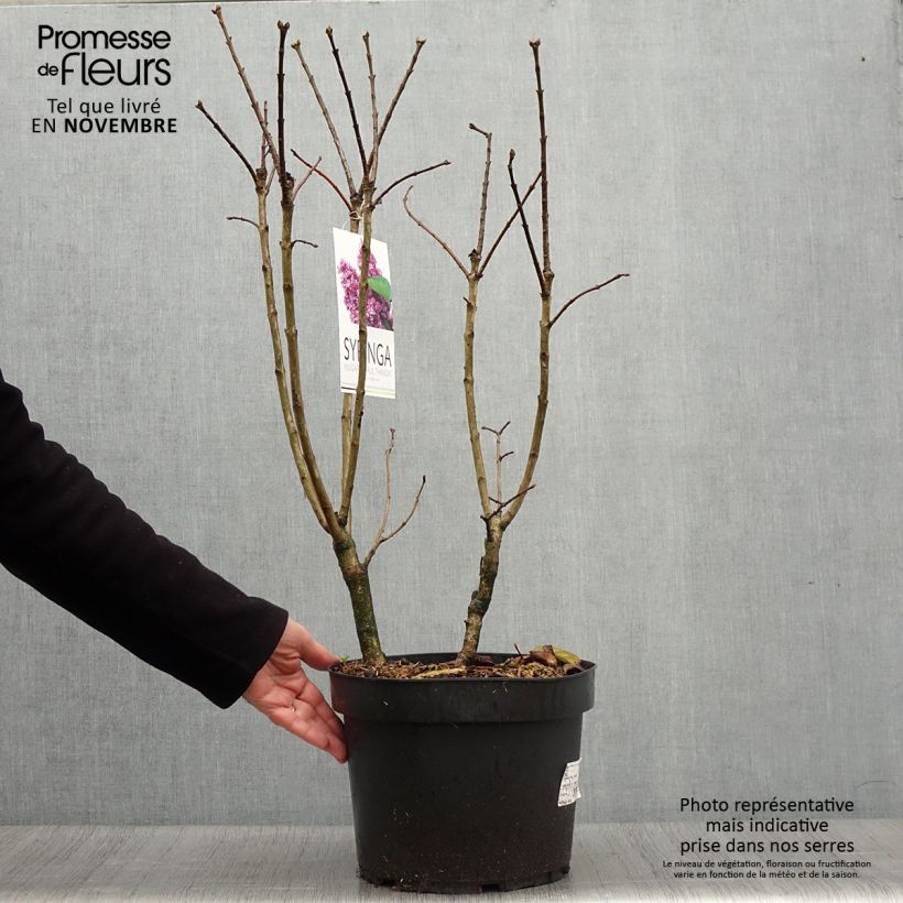 Lilas commun - Syringa vulgaris Paul Thirion Pot de 7,5L/10L sample as delivered in autumn