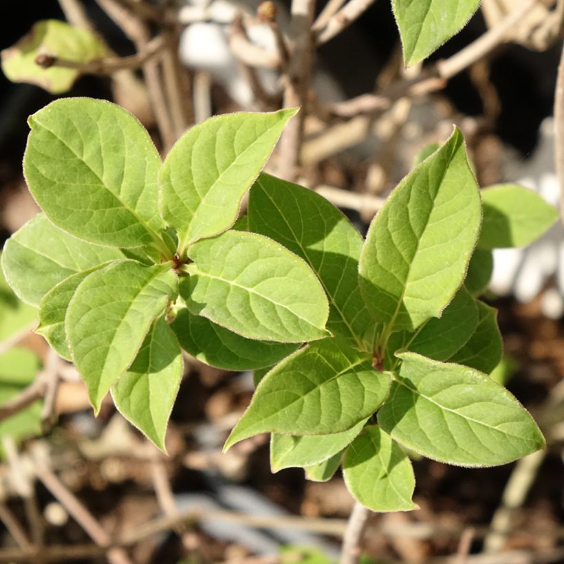 Syringa josikae (Foliage)