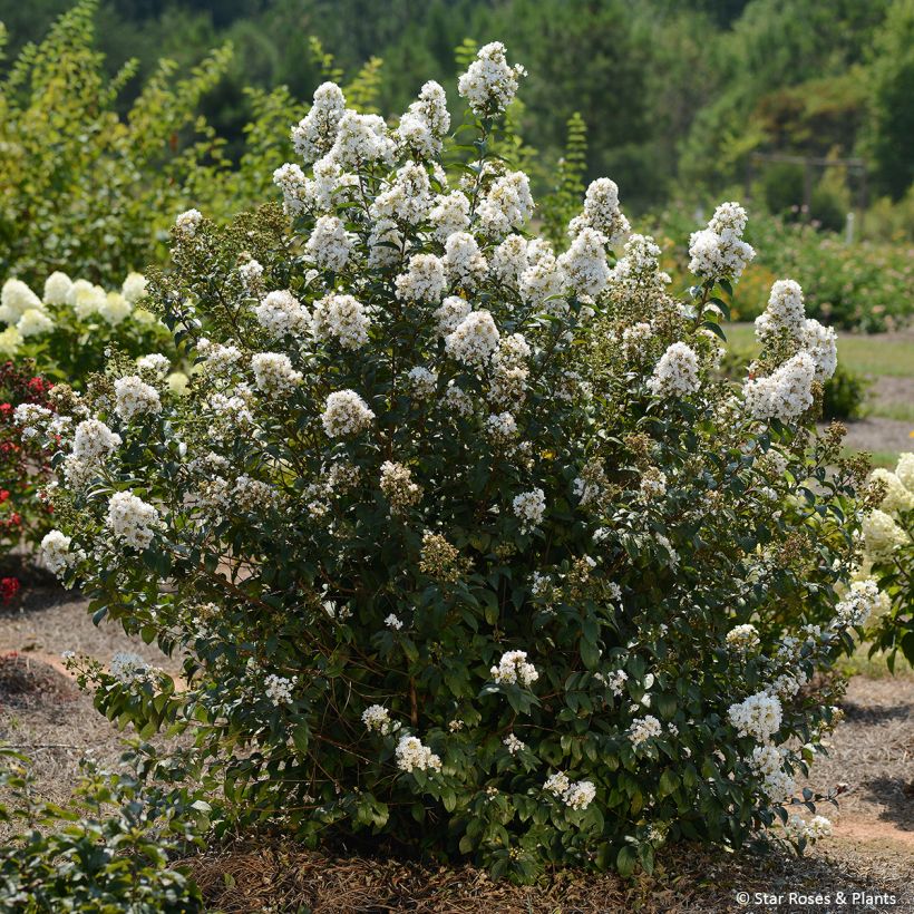 Lagerstroemia Enduring White - Crape Myrtle (Plant habit)