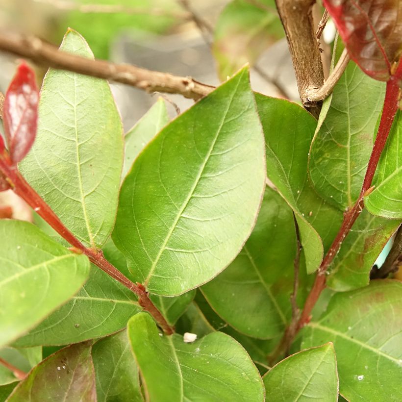 Lagerstroemia indica Play It Again Double Feature - Crape Myrtle (Foliage)