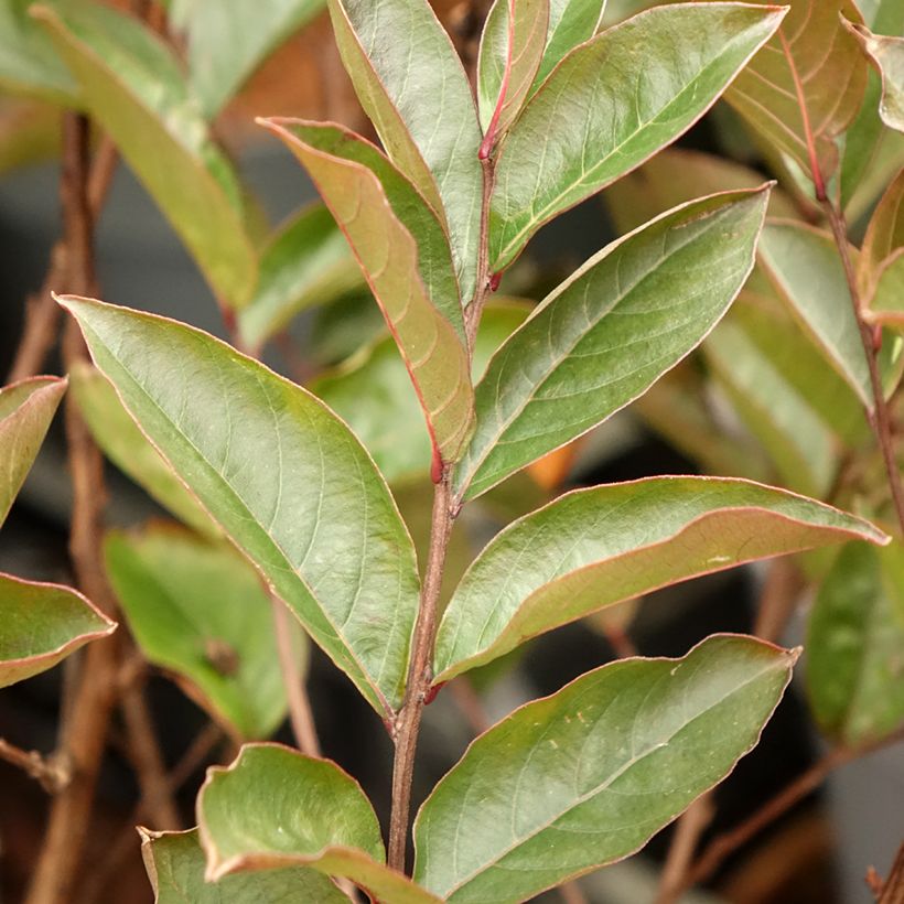 Lagerstroemia Enduring Summer Lavender - Crape Myrtle (Foliage)