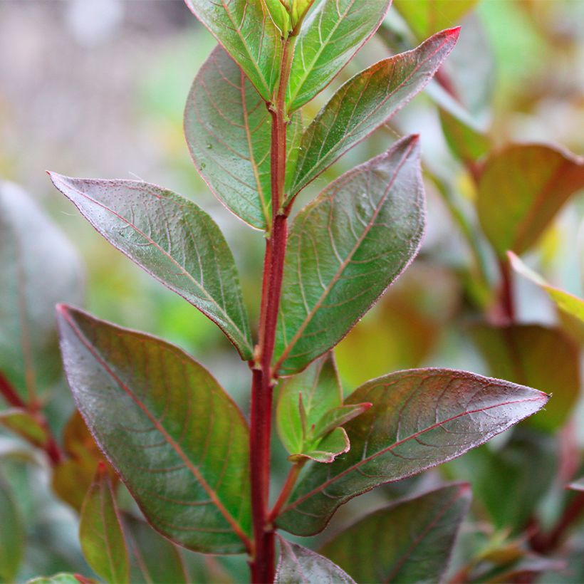 Lagerstroemia indica Enduring Red (Foliage)