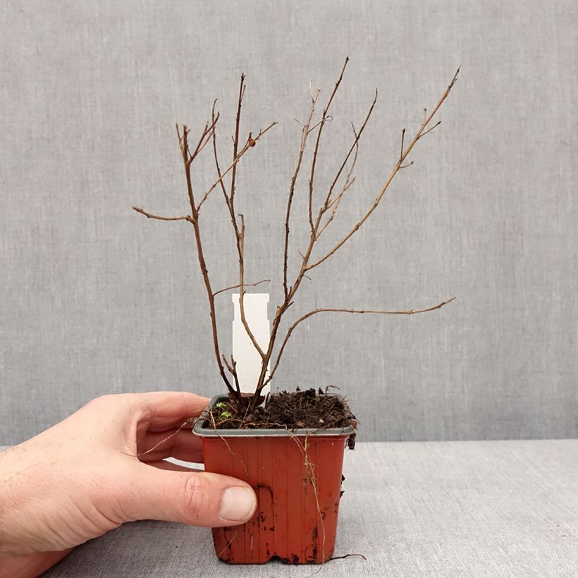 Lagerstroemia indica With Love Babe - Crape Myrtle 8/9 cm pot sample as delivered in winter