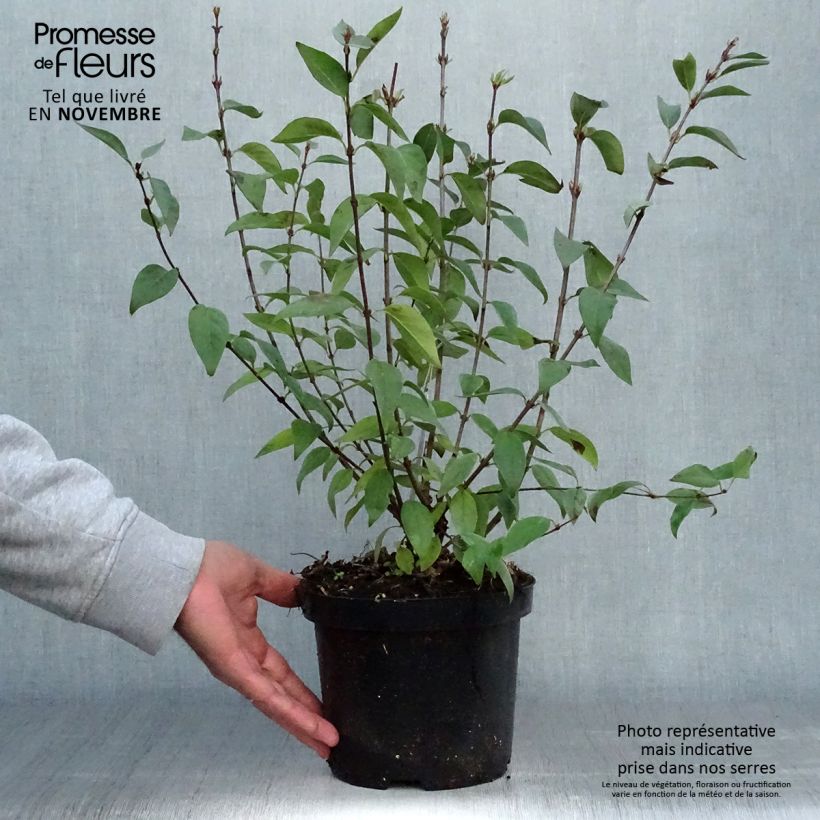 Lilas - Syringa chinensis Saugeana Pot de 2L/3L sample as delivered in autumn