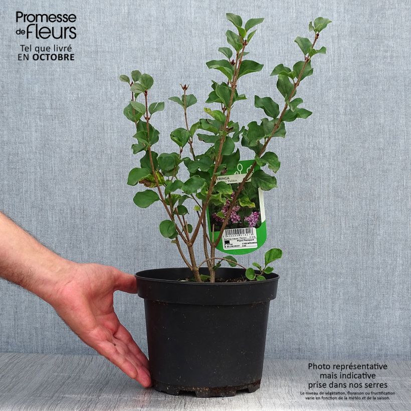 Lilas - Syringa meyeri Palibin Pot de 2L/3L sample as delivered in autumn