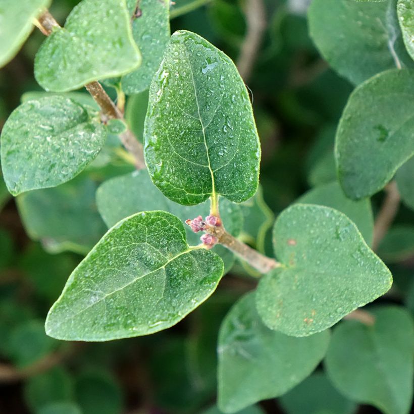 Syringa meyeri  microphylla Tinkerbelle - Lilac (Foliage)