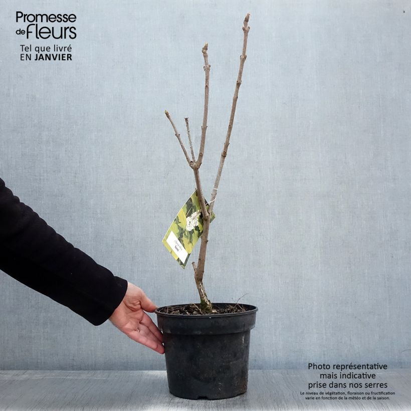 Lilas - Syringa villosa Aurea Pot de 4L/5L sample as delivered in winter