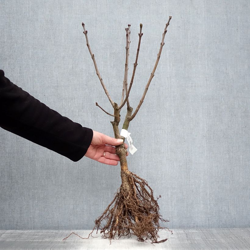 Syringa vulgaris Charles Joly - Common Lilac Bare rootShipped height around 60/90cm sample as delivered in winter