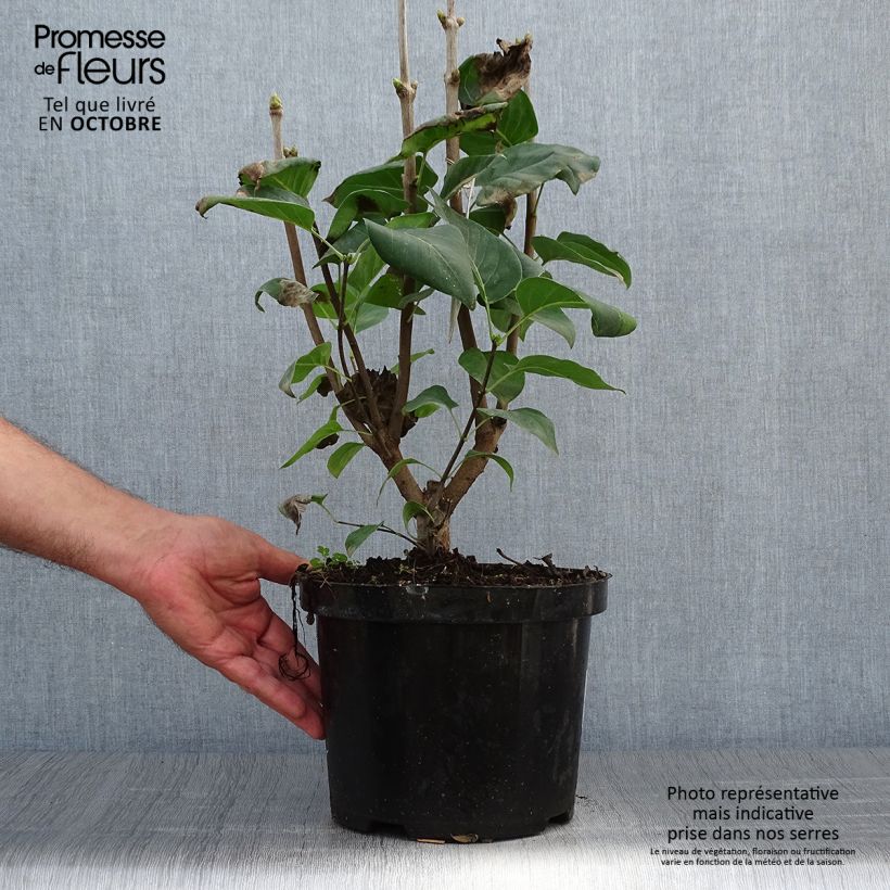 Lilas - Syringa vulgaris Michel Buchner en pot de 4/5L sample as delivered in autumn