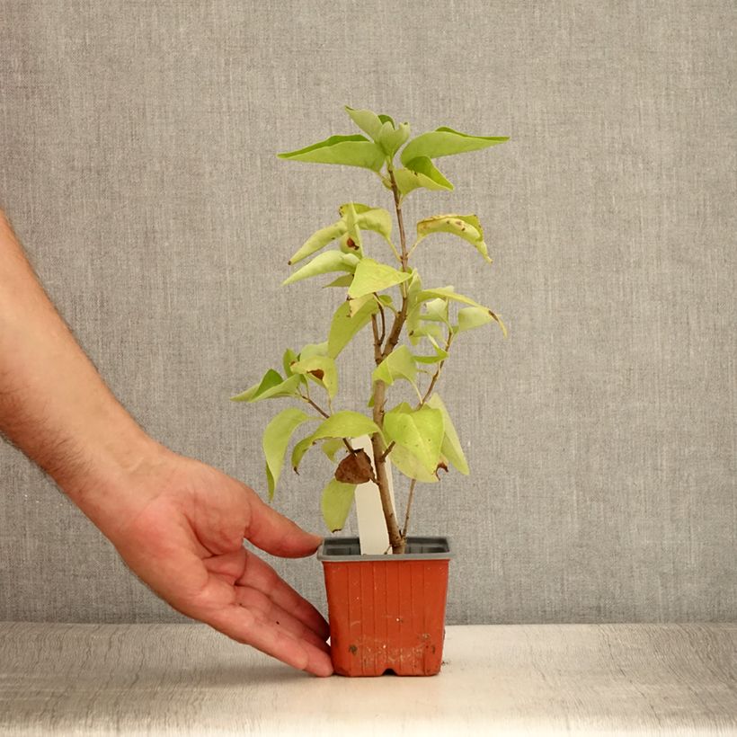 Lilas - Syringa vulgaris Nadezhda - Godet de 8/9 cm sample as delivered in summer