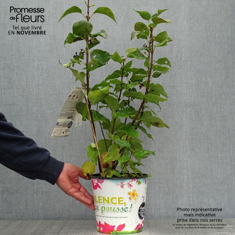 Lilas - Syringa vulgaris Zhemchuzhina Pot de 4L/5L sample as delivered in autumn