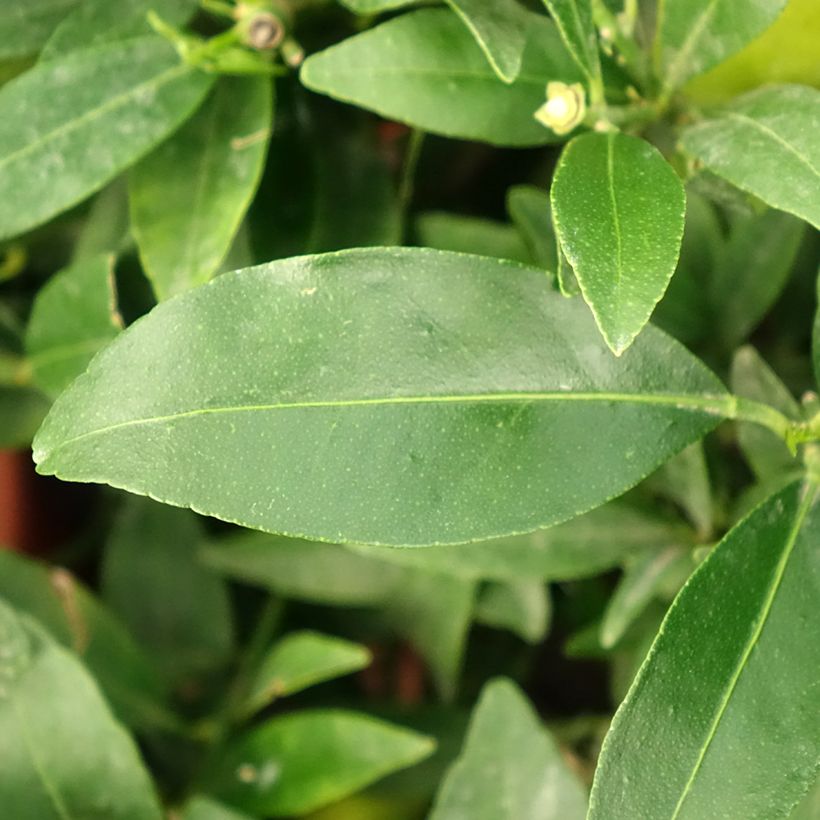 Citrus x floridana - Limequat Citrus Tree (Foliage)