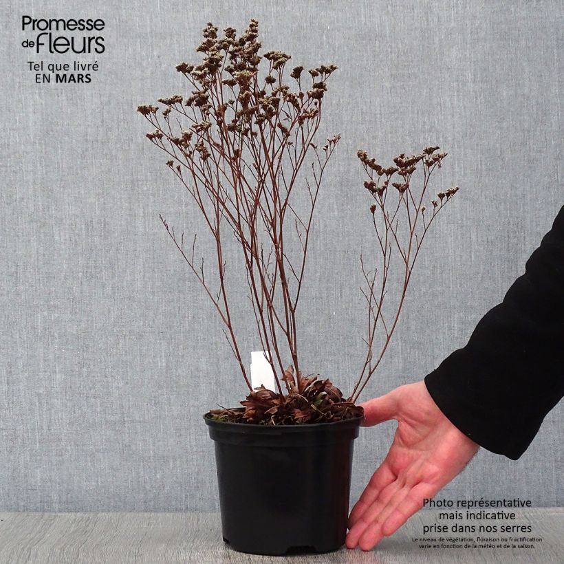 limonium Dazzle Rocks - Statice vivace - pot de 2L/3L sample as delivered in winter