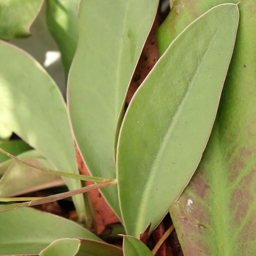 Limonium gmelinii subsp. hungaricum (Foliage)