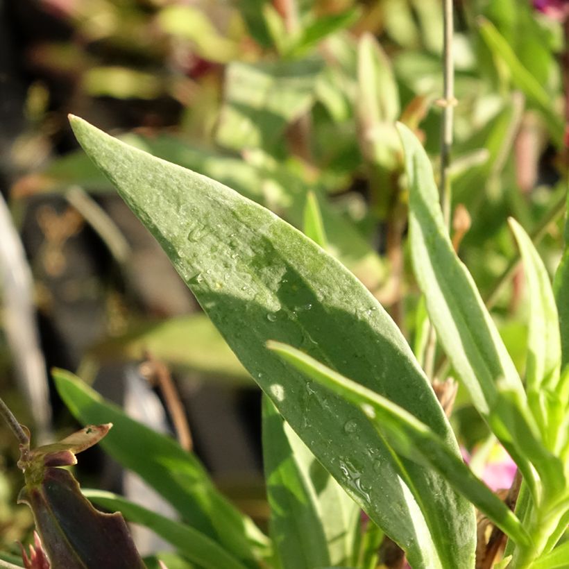 Linaria triornithophora (Foliage)