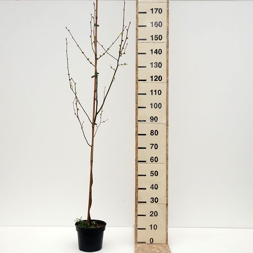 Lindera obtusiloba - Oriental Spicebush 4L/5L potShipped height around 60/80cm sample as delivered in winter