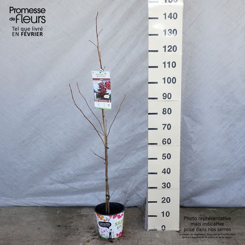 Liquidambar styraciflua en pot de 4,5L sample as delivered in winter