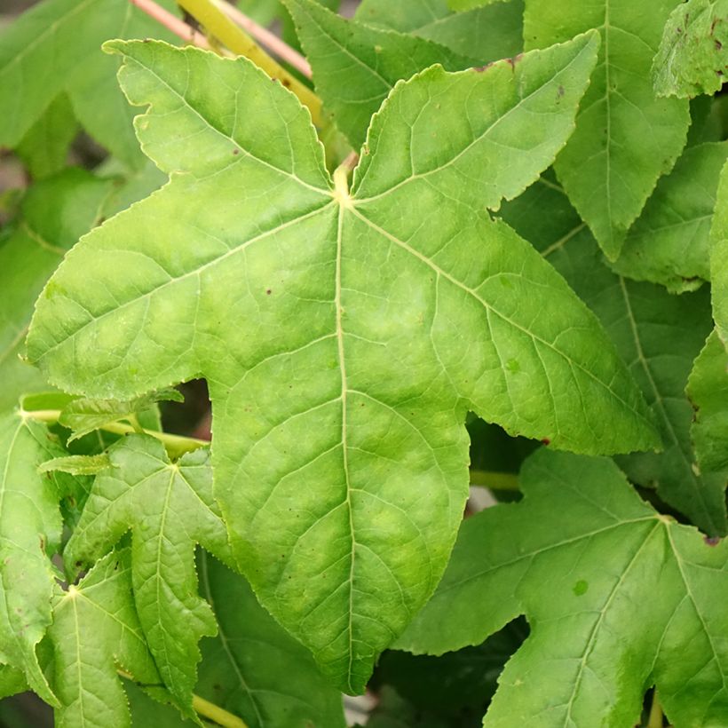 Liquidambar styraciflua Golden Sun - American Sweetgum (Foliage)