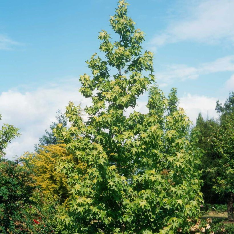 Liquidambar styraciflua Thea - American Sweetgum (Plant habit)