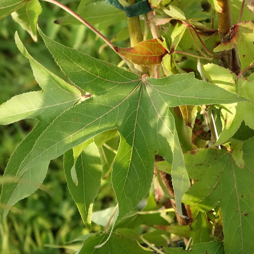 Liquidambar styraciflua Thea - American Sweetgum (Foliage)