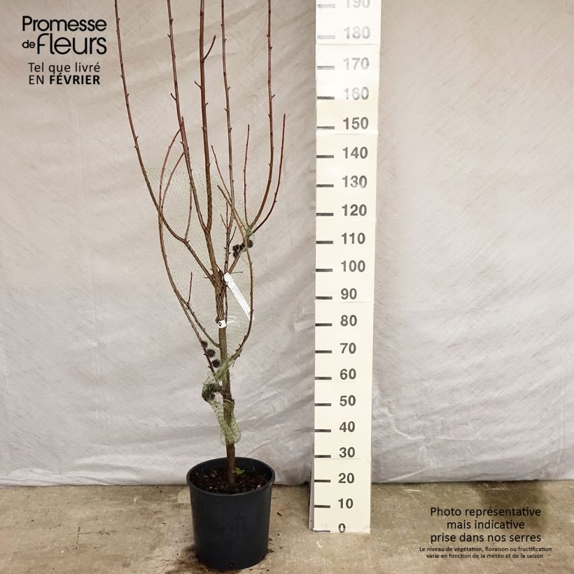 Liquidambar styraciflua Worplesdon - Pot de 15L sample as delivered in winter