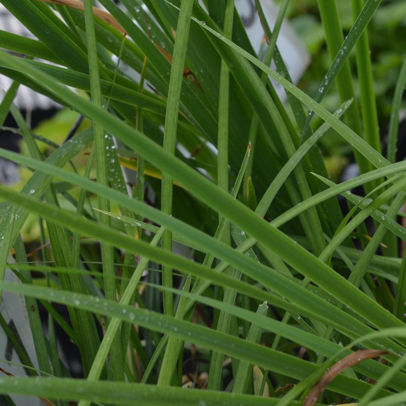 Liriope muscari (Foliage)