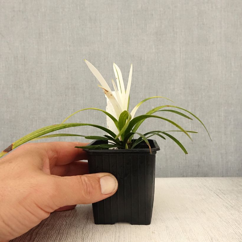 Liriope muscari Okina - Lily turf 8/9 cm pot sample as delivered in spring