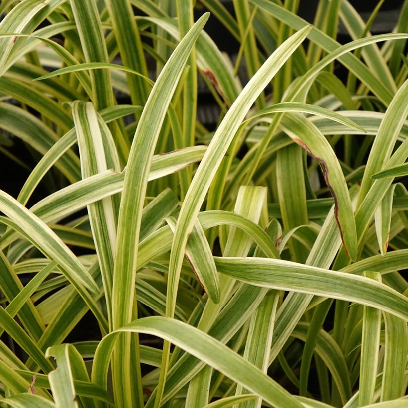 Liriope muscari Silvery Sunproof (Foliage)