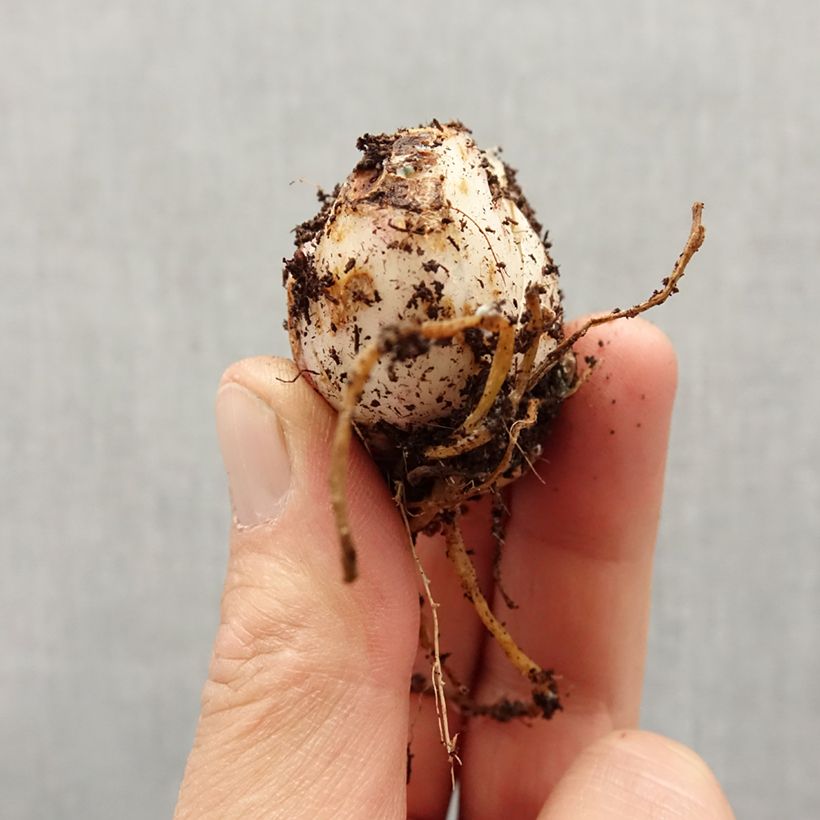 Lilium asiatica Landini - Lily Bulb size 14/16 sample as delivered in spring