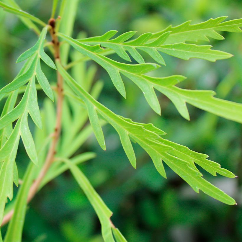 Lomatia silaifolia (Foliage)