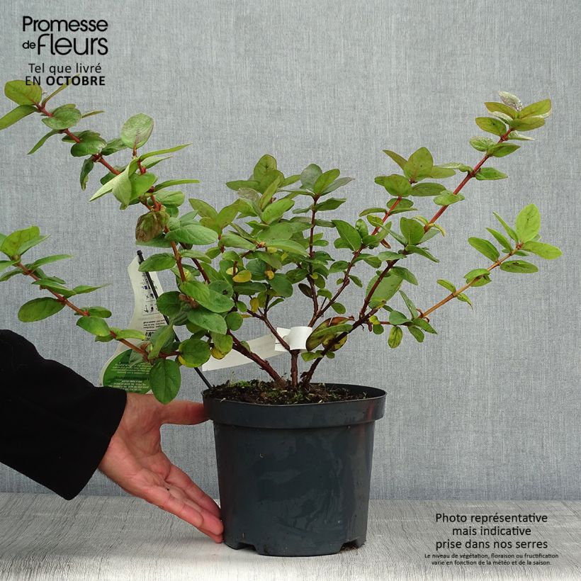 Lonicera kamtschatica Duet - Baie de mai Pot de 1.5L sample as delivered in autumn