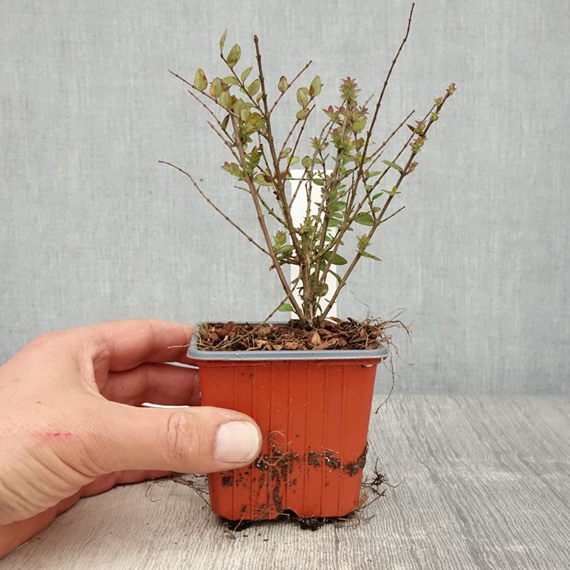 Lonicera nitida Garden Clouds Copper Glow - Chèvrefeuille arbustif Godet de 9 cm sample as delivered in spring