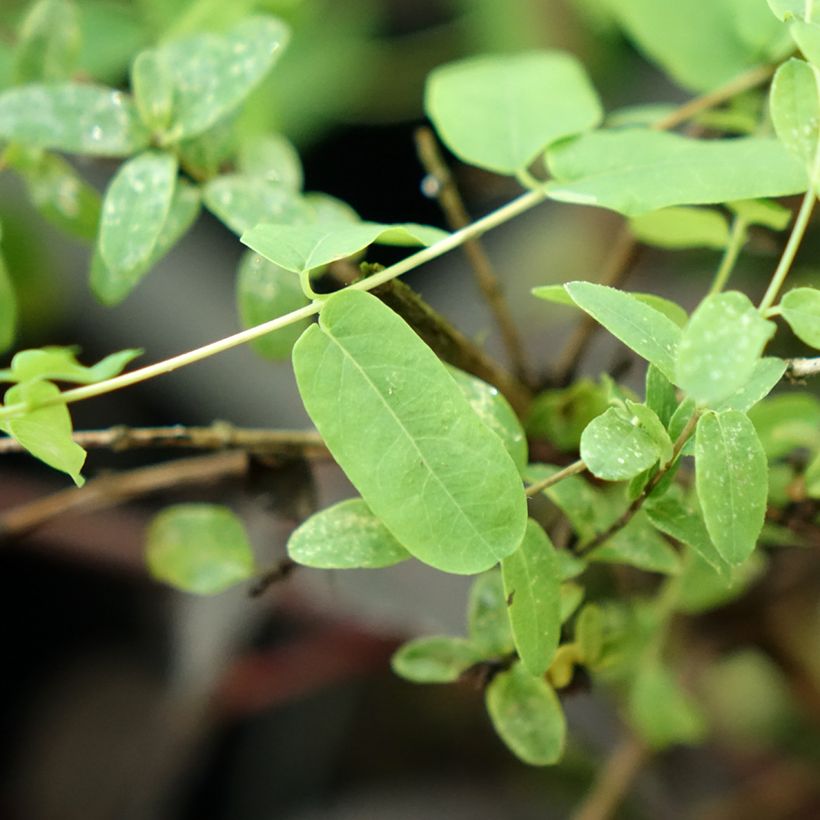 Lonicera syringantha - Lilac flowered Honeysuckle (Foliage)