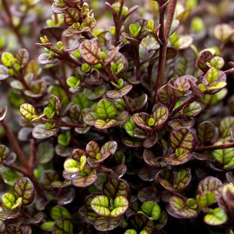 Lophomyrtus ralphii Pixie (Foliage)