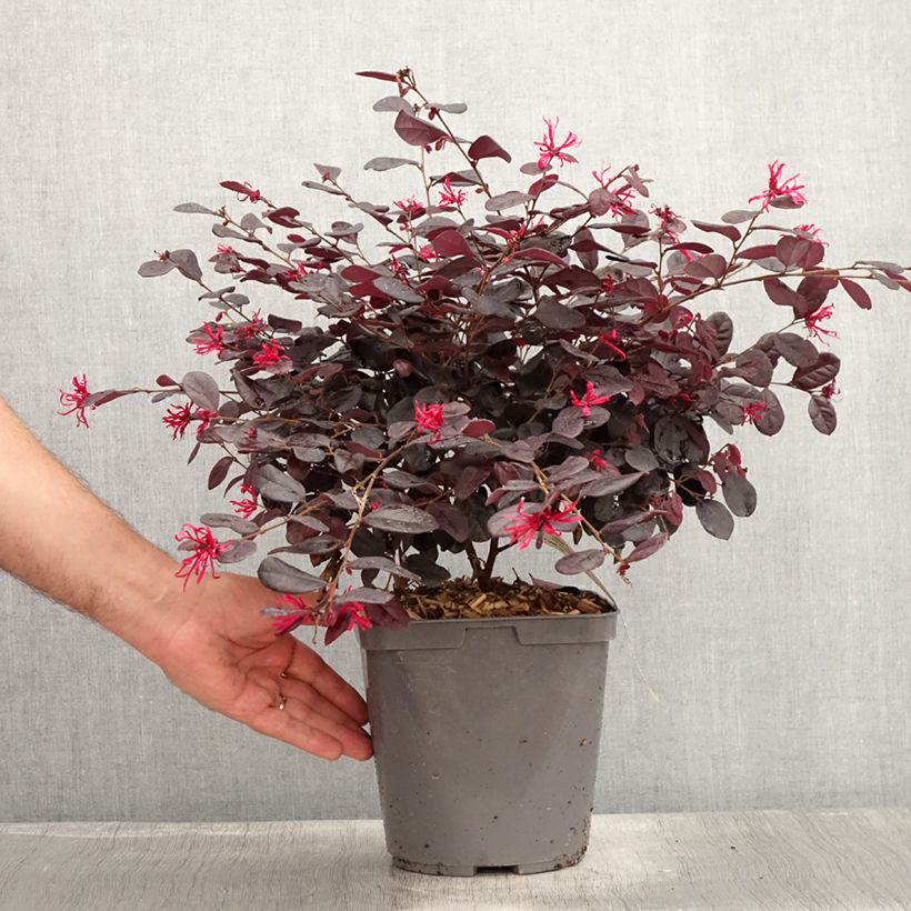 Loropetalum chinense - Loropétale de Chine Pot de 2L/3L sample as delivered in summer