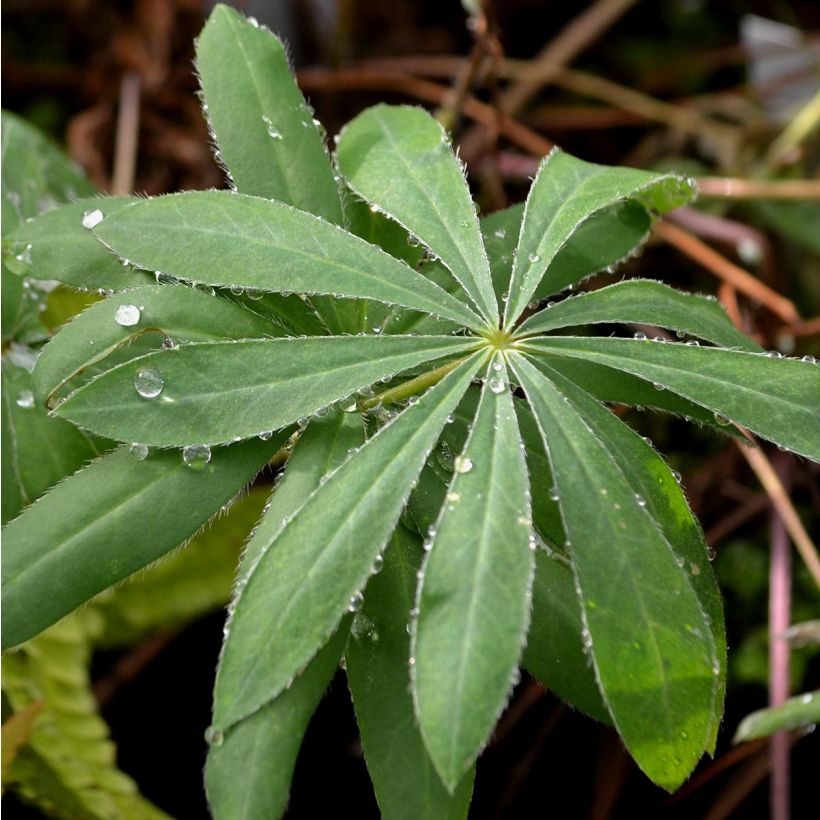 Lupinus The Governor (Foliage)