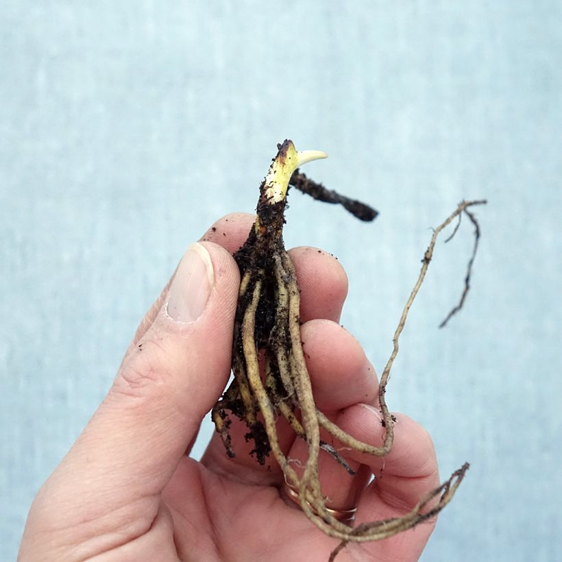 Tricyrtis formosana Dark Beauty - Toad Lily Bare root sample as delivered in winter