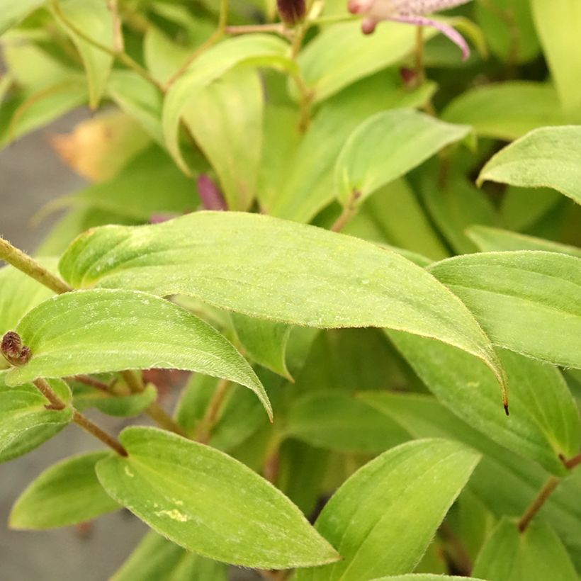 Tricyrtis formosana Pink Freckles - Toad Lily (Foliage)