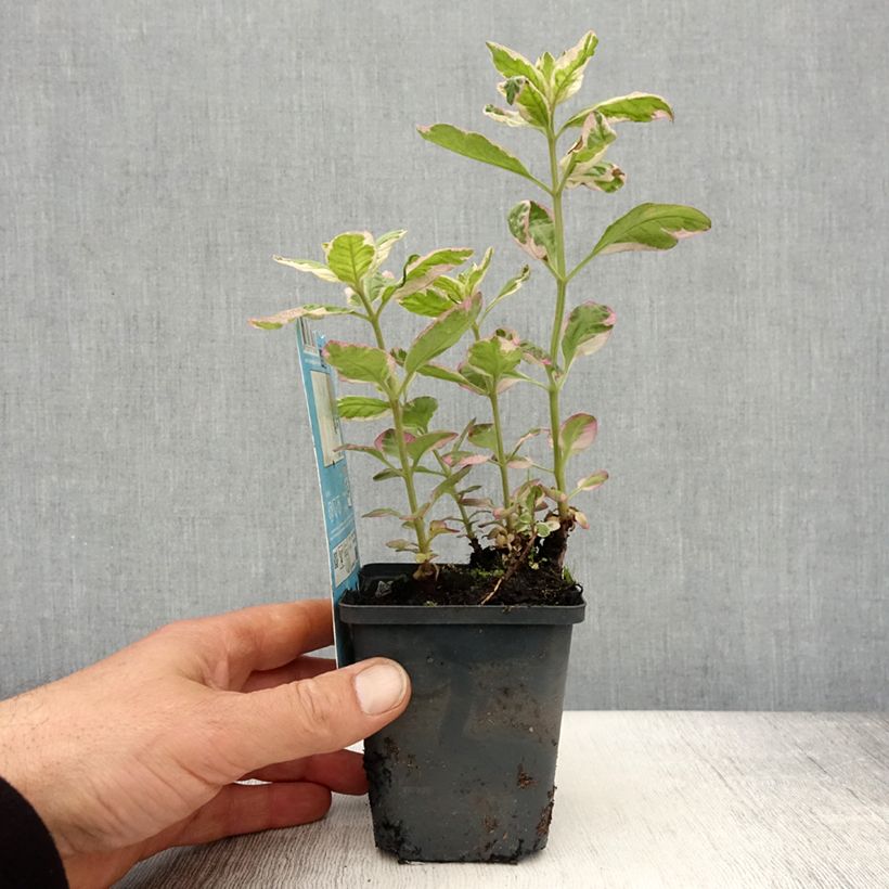 Lysimachia punctata Variegata - variegated loosestrife sample as delivered in spring