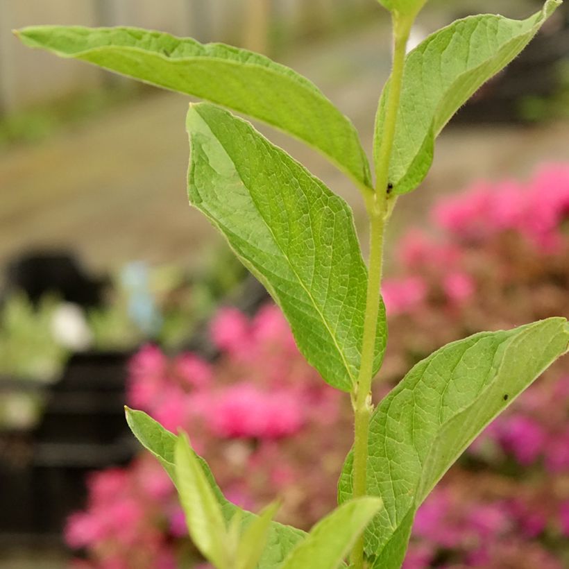 Lysimachia vulgaris - Loosestrife (Foliage)